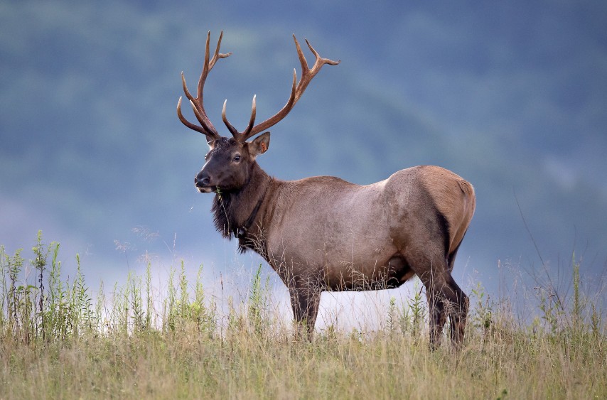 A bull elk standing in an open field.