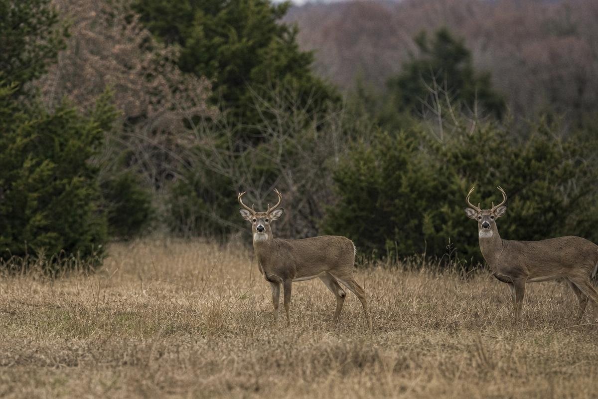 Two deer standing in an open field with a tree line in the background.